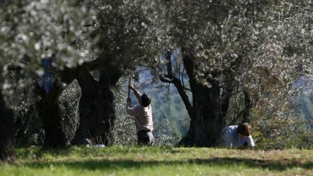 Collecting olives 001