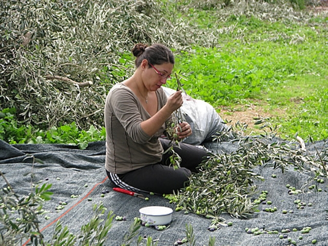 Collecting olives 002