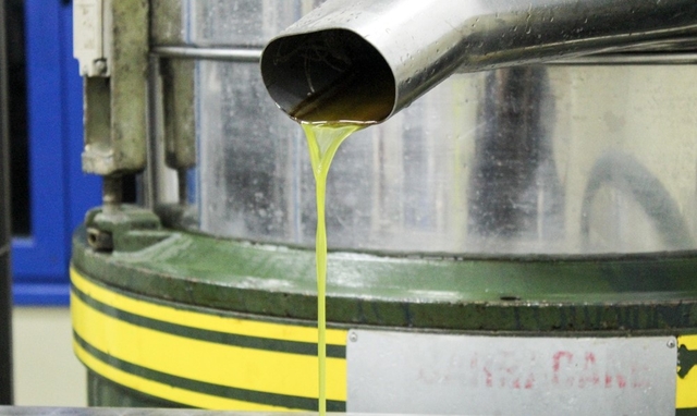 Collecting olives 003