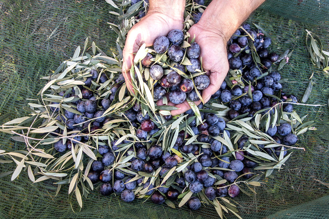 Collecting olives 005