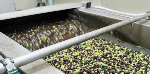 Collecting olives 058