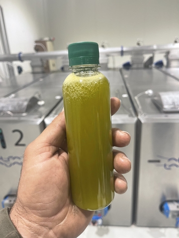 olives collecting 022