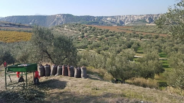 olives collecting 034