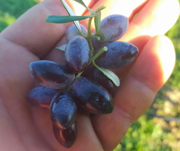 olives collecting 035